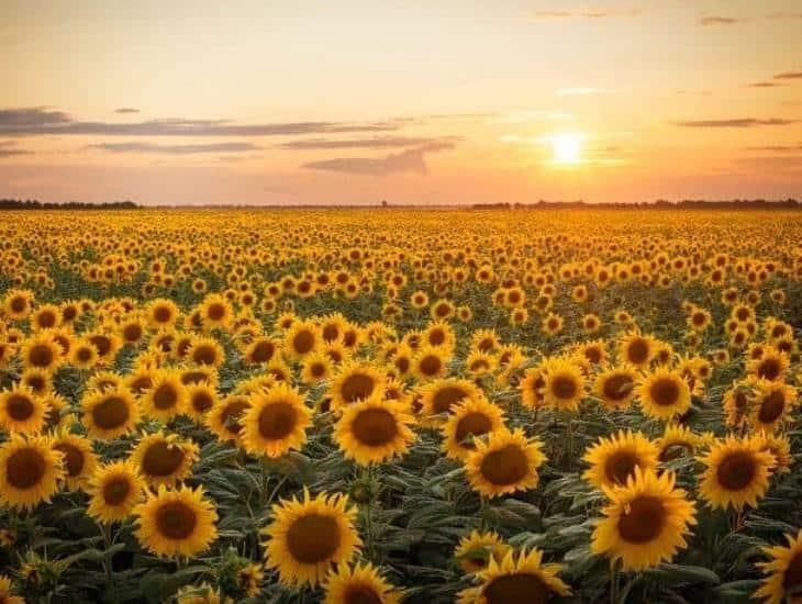 Hermoso campo de girasoles en Veracruz, te decimos cómo llegar