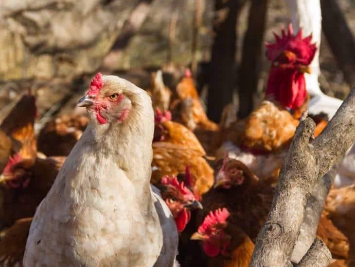 Descubren mutaciones en gripe aviar que aumentan la probabilidad de transmisión en humanos
