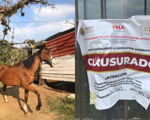Rescatan caballos maltratados; PMA clausura Equestrian Mover en Emiliano Zapata