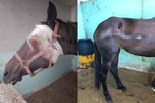 Rescatan caballos maltratados; PMA clausura Equestrian Mover en Emiliano Zapata