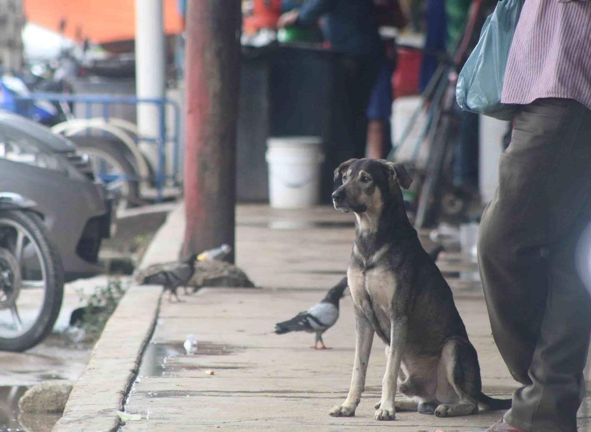 Alarma en Agua Dulce por abuso sexual a perros callejeros