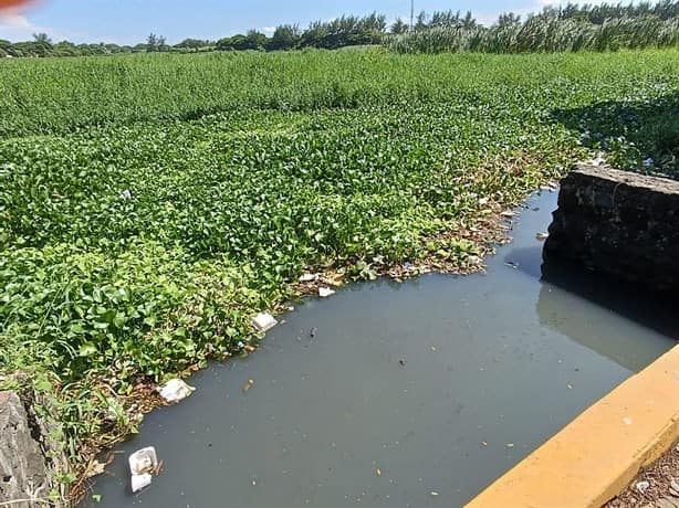 Contaminación y falta de dragado llenan de lirio laguna de Lagartos
