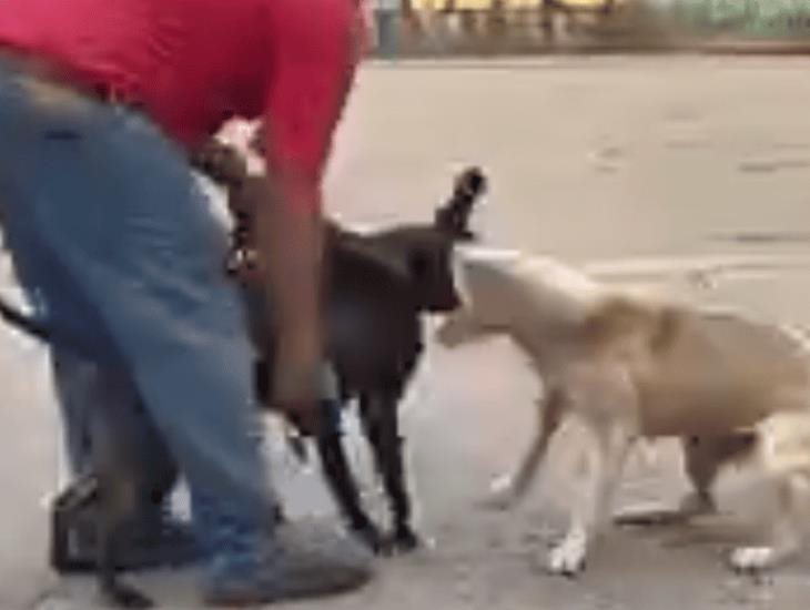 Perrito callejero fue atacado por pitbull, vecinos del lugar trasladaron al perro herido al veterinario