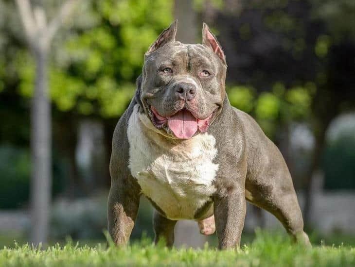 Reino Unido prohibirá la raza de perro American Bully XL; este es el motivo