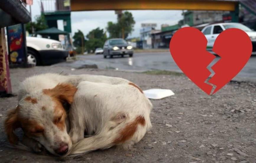 Sin Fiscalía activa, ¿quién defiende a los animales en Veracruz?