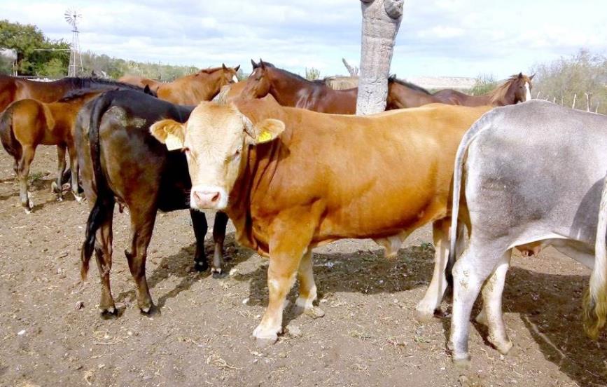Brotes de rabia preocupan a ganaderos de Misantla