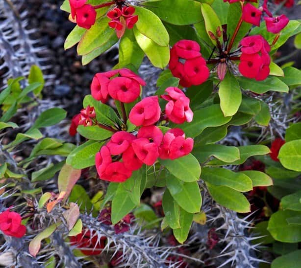 ¿Cuál es la flor representativa de Coatzacoalcos?