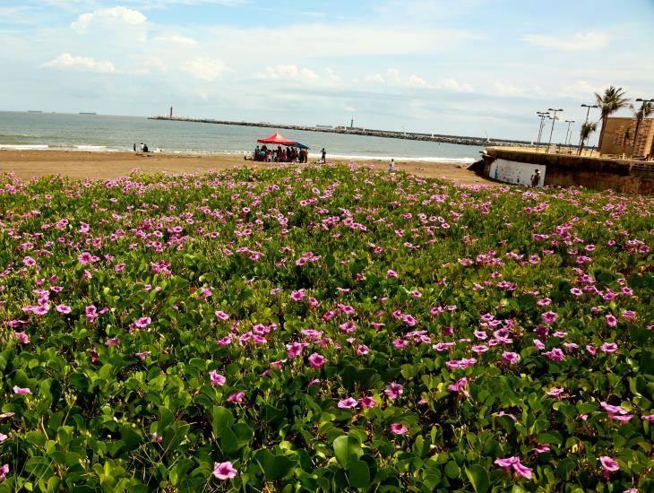 ¿Cuál es la flor representativa de Coatzacoalcos?