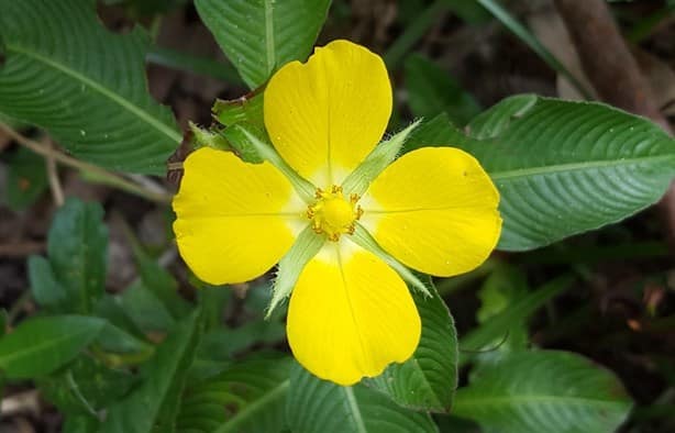 ¿Cuál es la flor representativa de Coatzacoalcos?