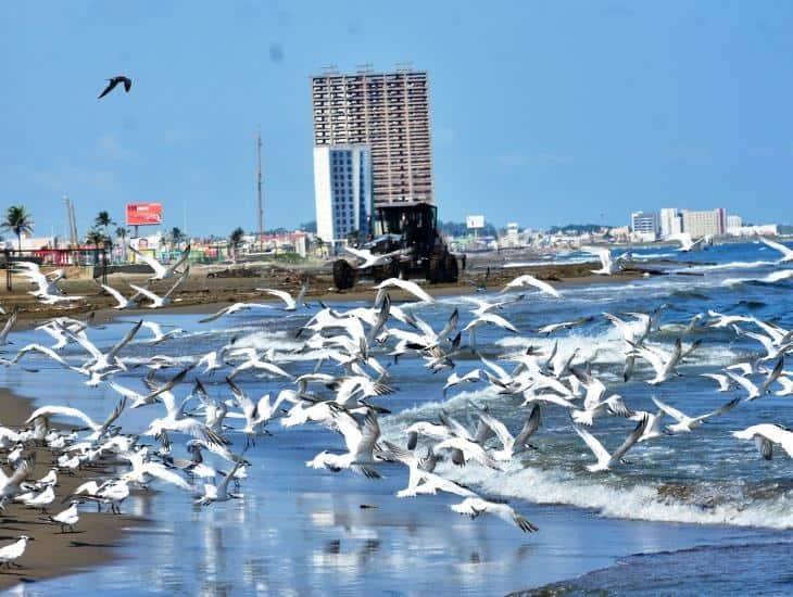 ¿Qué tipo de vegetación y fauna hay en Coatzacoalcos?