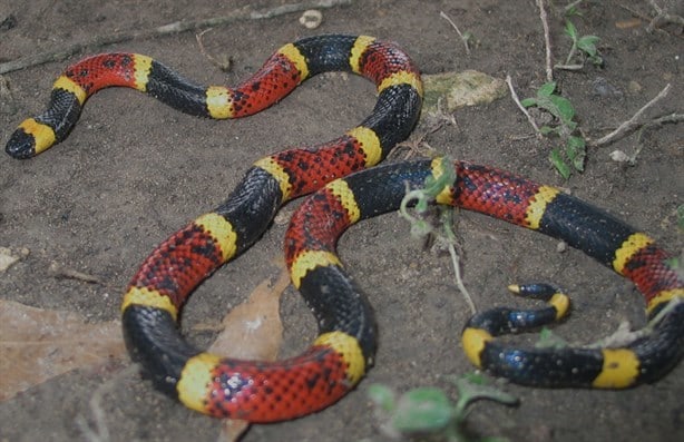 Estas son las serpientes venenosas que habitan en Coatzacoalcos