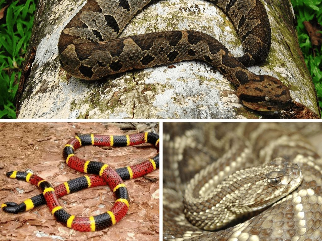 Estas son las serpientes venenosas que habitan en Coatzacoalcos