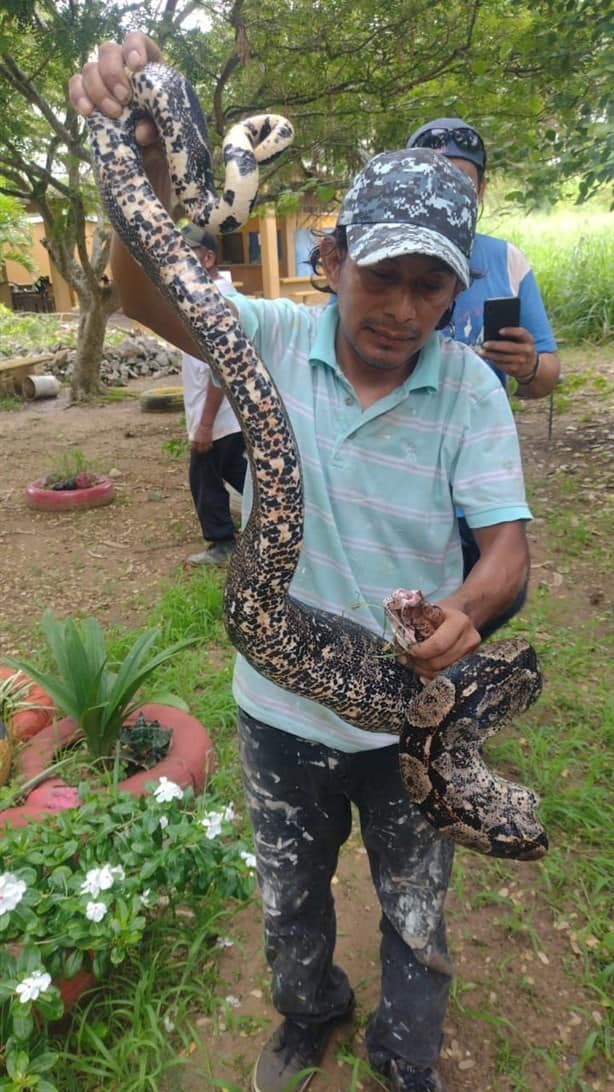 Serpientes en Coatzacoalcos: ¿cómo saber cuándo es venenosa?