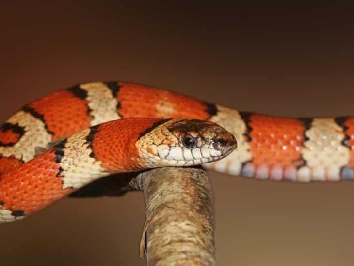 Serpientes en Coatzacoalcos: ¿cómo saber cuándo es venenosa?