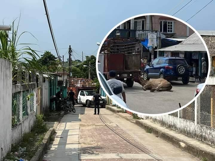 Fugitiva vaca genera movilización y daños en Villa Cuichapa