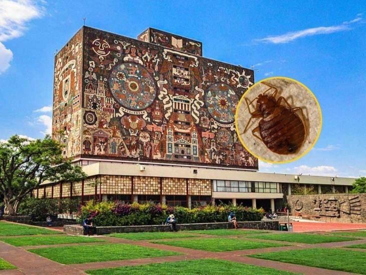 Chinches en la UNAM: ¿Cómo comenzó su propagación?