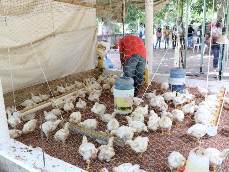 UV impulsa cría de pollos para alimento de migrantes en Acayucan