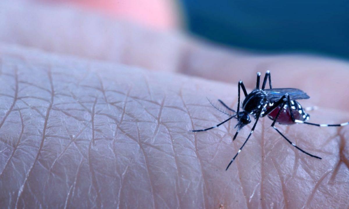 Se disparan 68.1% casos de dengue en Veracruz