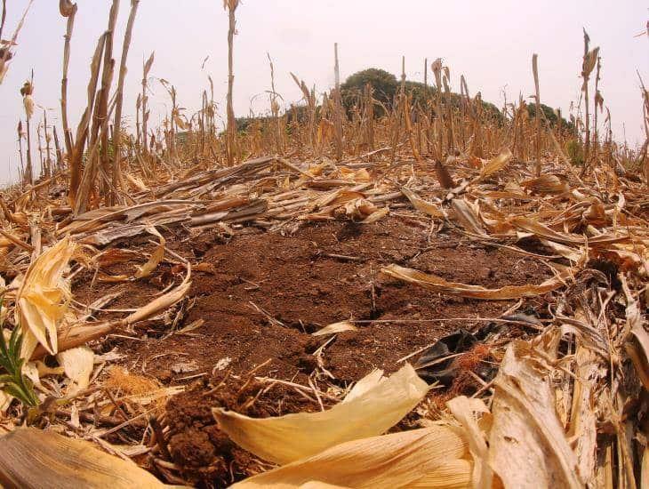 Sequía invade a Veracruz; 19 municipios en niveles extremos