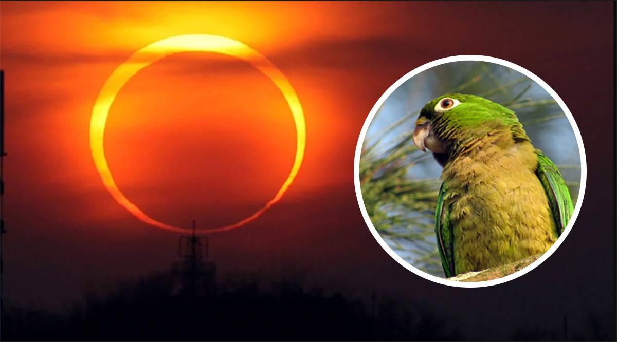 Eclipse Solar 2023: ¿pueden verse afectados los animales?