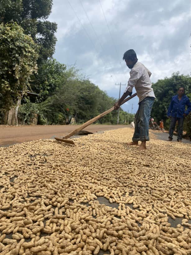 Producción de cacahuate en la sierra sur de Veracruz, importante actividad económica | VIDEO