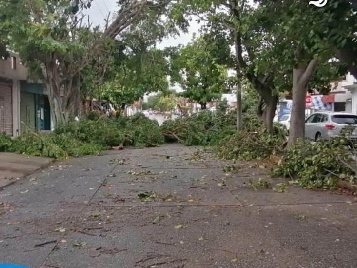 Frente Frío 6 derribó una veintena de árboles en Coatzacoalcos | FOTOS
