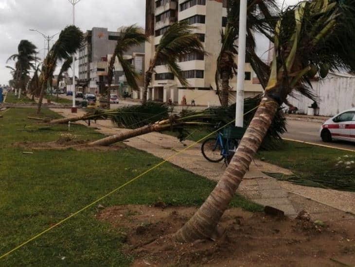 Frente Frío 6 derribó una veintena de árboles en Coatzacoalcos | FOTOS