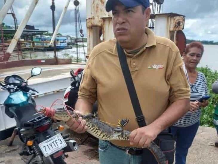Atrapan a lagarto en el muelle del transbordador en villa Allende