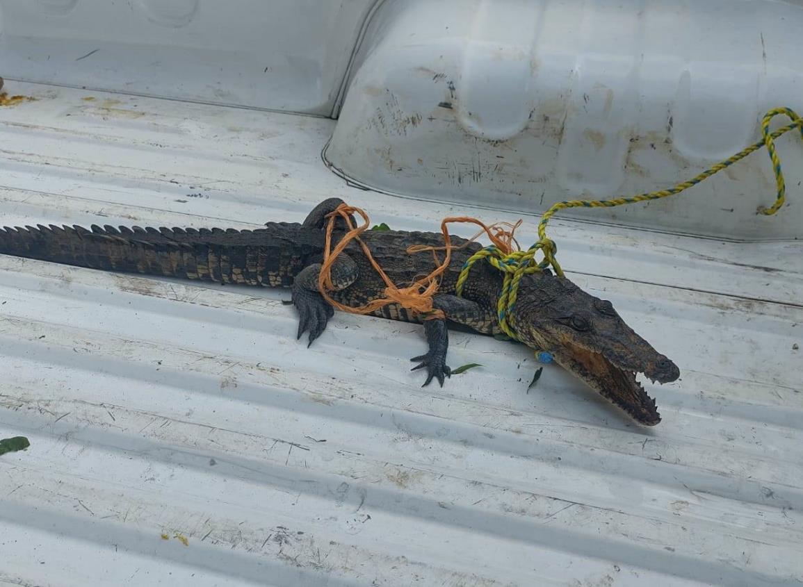 Atrapan lagarto en la congregación de Pollo de Oro