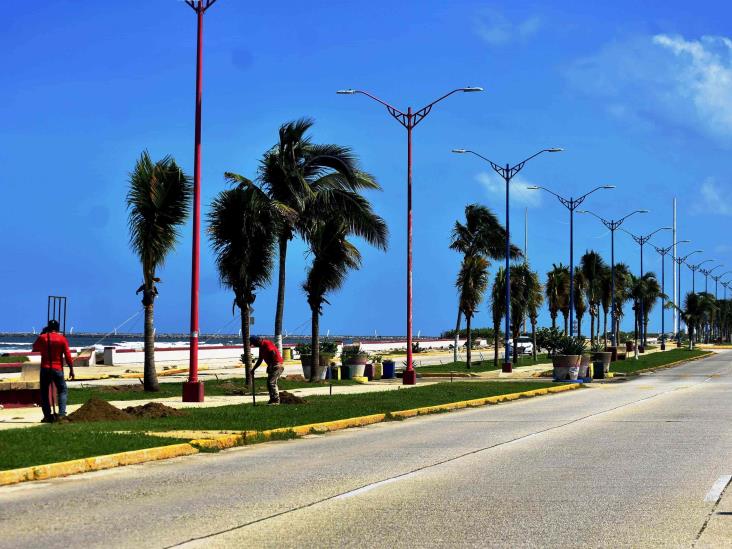 Malecón de Coatzacoalcos: inició reforestación de palmeras; así avanza modernización de primera etapa | FOTOS