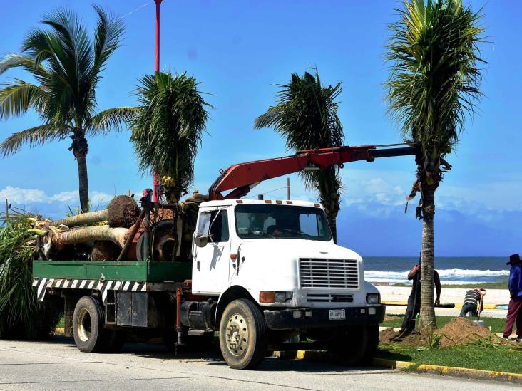 Malecón de Coatzacoalcos: inició reforestación de palmeras; así avanza modernización de primera etapa | FOTOS