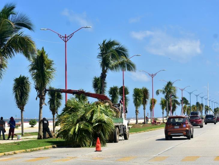 Malecón de Coatzacoalcos: inició reforestación de palmeras; así avanza modernización de primera etapa | FOTOS