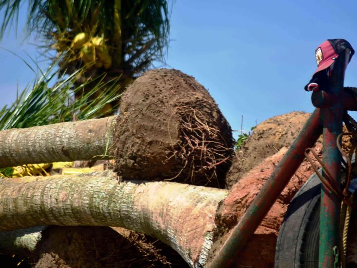 Malecón de Coatzacoalcos: inició reforestación de palmeras; así avanza modernización de primera etapa | FOTOS