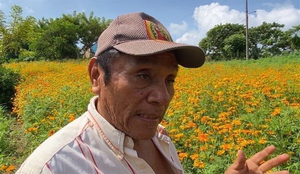 Comienza cosecha de cempasúchil en la zona rural de Minatitlán ¡listos para entregar! | VIDEO