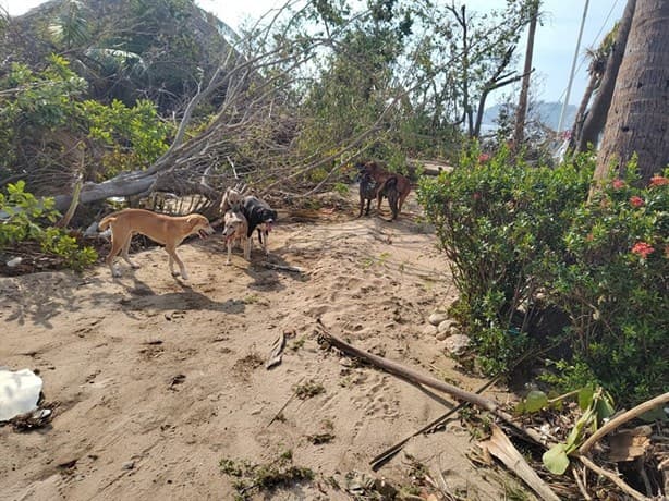 ¿Qué está pasando con gatitos y perritos en Acapulco después de Otis?