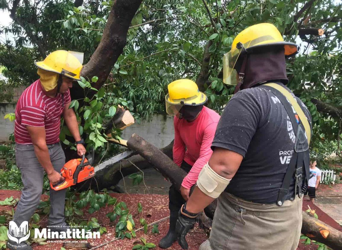 Atiende Protección Civil de Minatitlán caída de árboles debido al frente frío 8