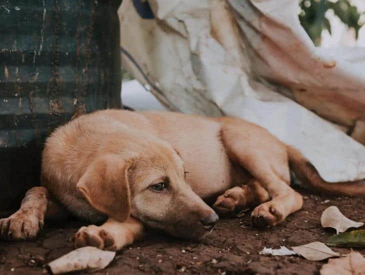 Encuentran 60 cadáveres de perritos en Acapulco tras impacto de huracán Otis