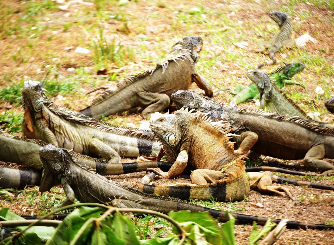 ¿A dónde serán reubicadas las iguanas del muelle de Coatzacoalcos?