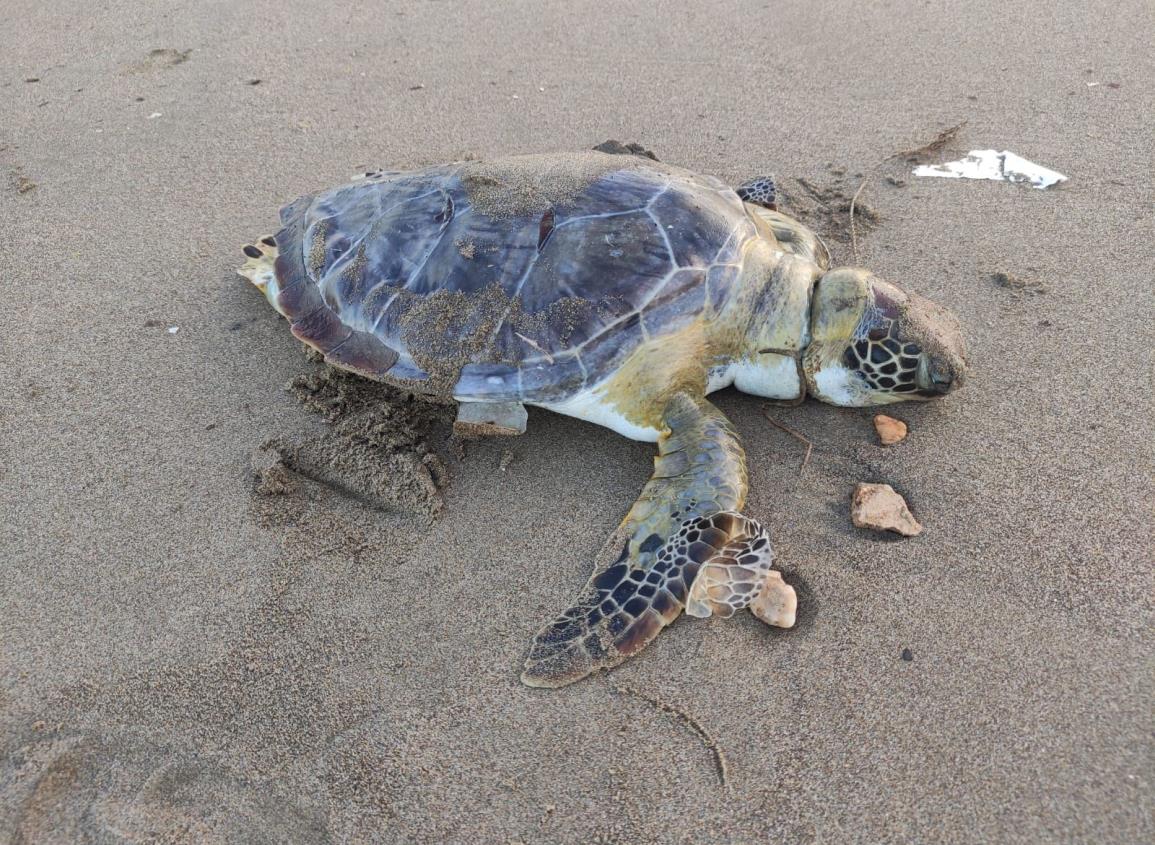 Encuentran tortuga sin vida en playas de Coatzacoalcos ¿cómo murió?