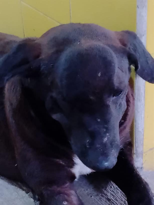 Ciudadanos de Soledad de Doblado piden ayuda para salvar a perro con tumor en la cabeza