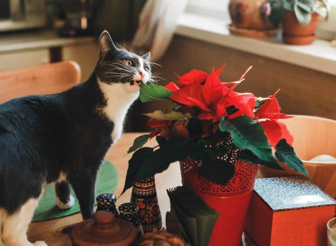 Mucho cuidado con tus mascotas si tienes plantas de Nochebuena, te contamos porque