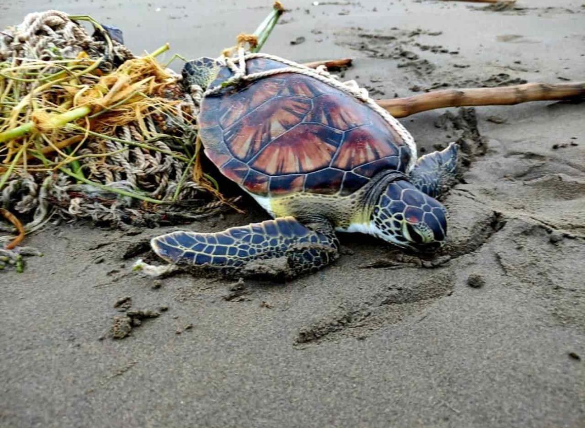 Liberan a tortuga atrapada en red de pescadores en Coatzacoalcos