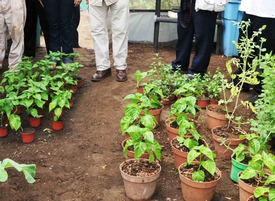 En Quetzalli habrá Taller de compostaje y lombricompostaje; aquí los requisitos para inscribirte