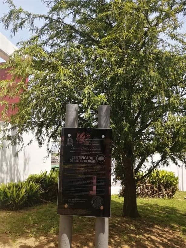 En este lugar de Coatzacoalcos hay un retoño original del Árbol de la Noche Triste