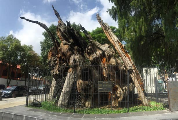 En este lugar de Coatzacoalcos hay un retoño original del Árbol de la Noche Triste