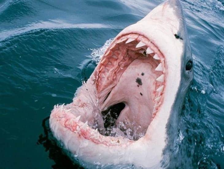 ¿Qué tan probable son los ataques de Tiburón en México y en el mundo?