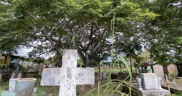Conoce la fascinante y perturbadora historia del árbol con más de 100 años en un panteón de Minatitlán | VIDEO
