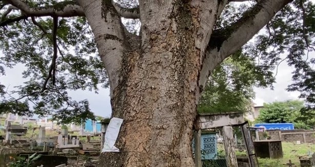 Conoce la fascinante y perturbadora historia del árbol con más de 100 años en un panteón de Minatitlán | VIDEO