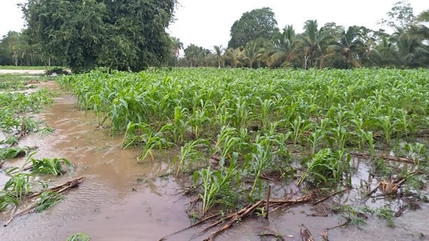 Frente Frío 13 dejó a decenas de familias sin sustento tras inundaciones de cultivos en Pajapan