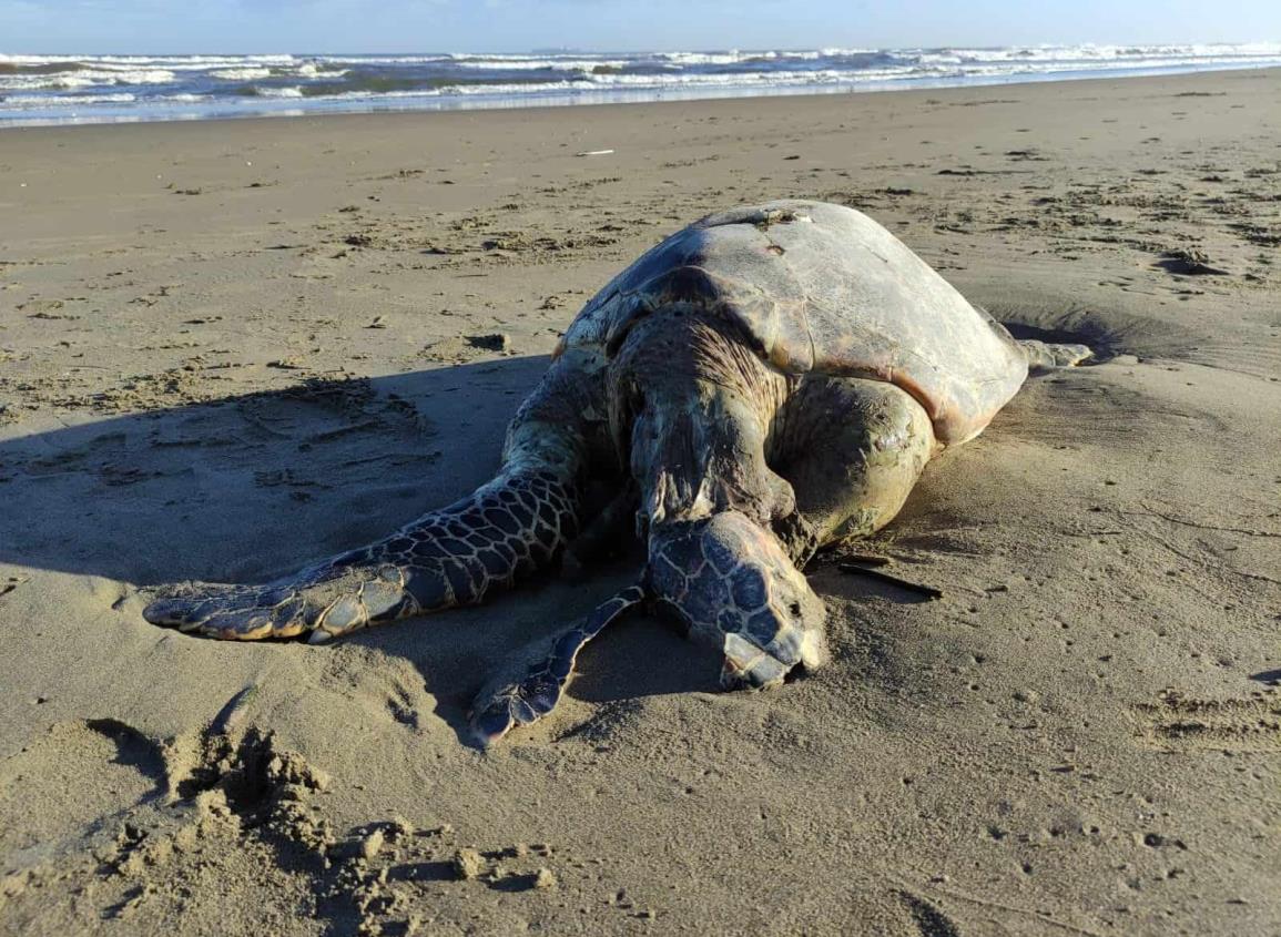Recala tortuga muerta en las playas de Coatzacoalcos; ¿cuántas van este año en el sur?